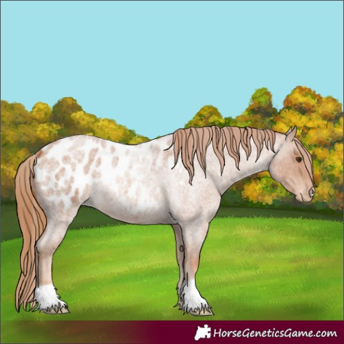 Horse Color:Red Roan Appaloosa