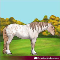 Horse Color:Red Roan Appaloosa