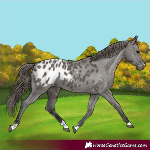 Horse Color:Grullo Appaloosa 