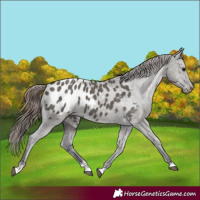 Horse Color:Grullo Appaloosa