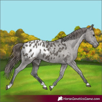 Horse Color:Grullo Appaloosa 