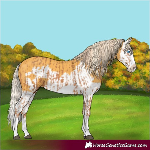 Horse Color:Chestnut Splash Frame  and Palomino Splash Frame 