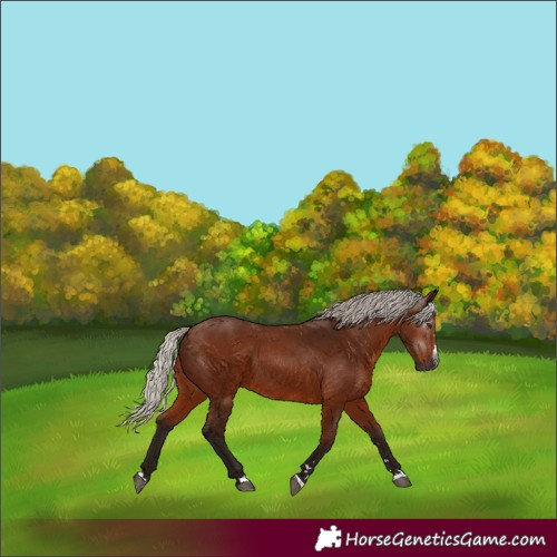 Horse Color:Gray Silver Bay 