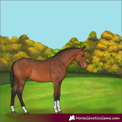 Horse Color:Bay Tobiano 