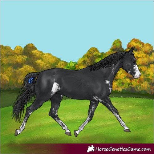 Horse Color:Black Sabino