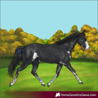 Horse Color:Black Sabino 