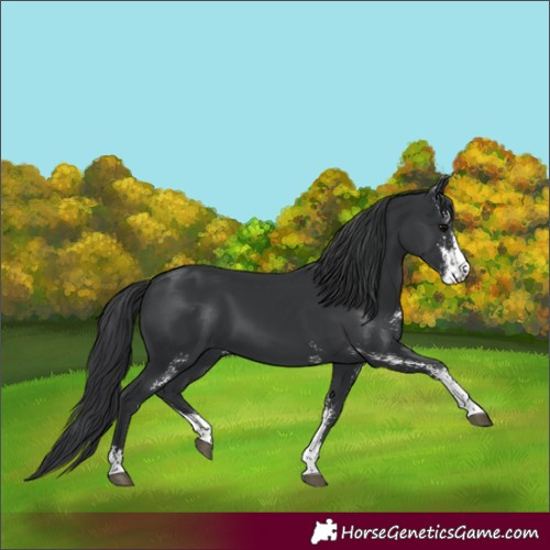 Horse Color:Black Sabino