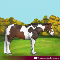 Horse Color:Brown Splash Tobiano 