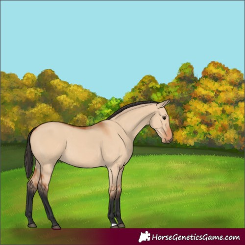 Horse Color:Bay Dun