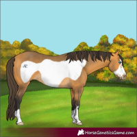 Horse Color:Buckskin Frame Rabicano 