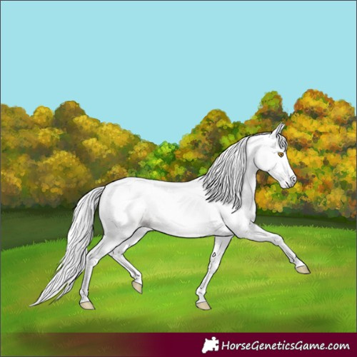 Horse Color:Gray Amber Champagne Tobiano 