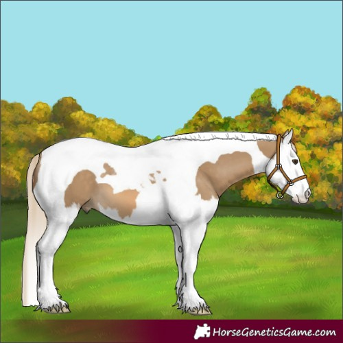 Horse Color:Chocolate Palomino Dun Splash Tobiano 