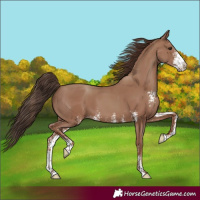 Horse Color:Classic Champagne Sabino