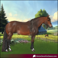 Horse Color:Bay 