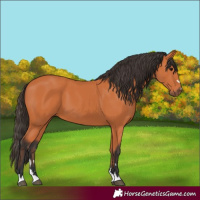 Horse Color:Bay 
