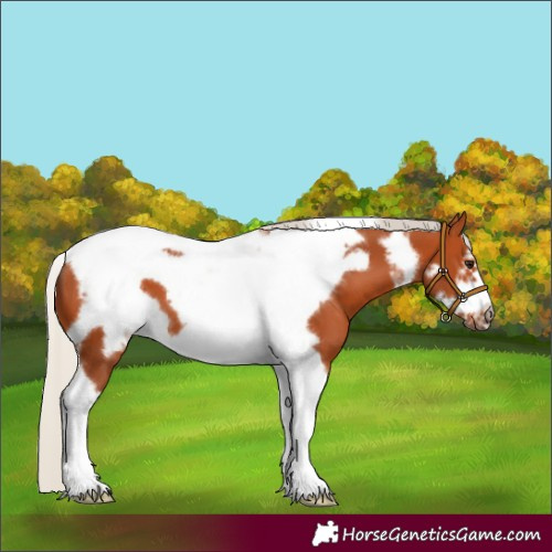 Horse Color:Silver Bay Tobiano Frame