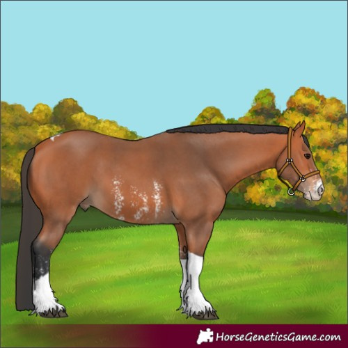 Horse Color:Bay Sabino Tobiano