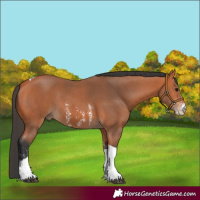 Horse Color:Bay Sabino Tobiano