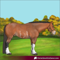 Horse Color:Bay Sabino Tobiano 