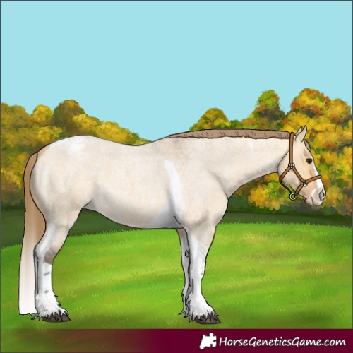 Horse Color:Buckskin Roan Dun Splash Tobiano Snowcap 