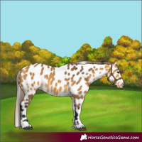 Horse Color:Buckskin Leopard 