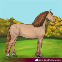 Horse Color:Red Dun 