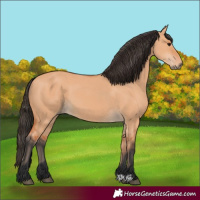 Horse Color:Bay Dun 