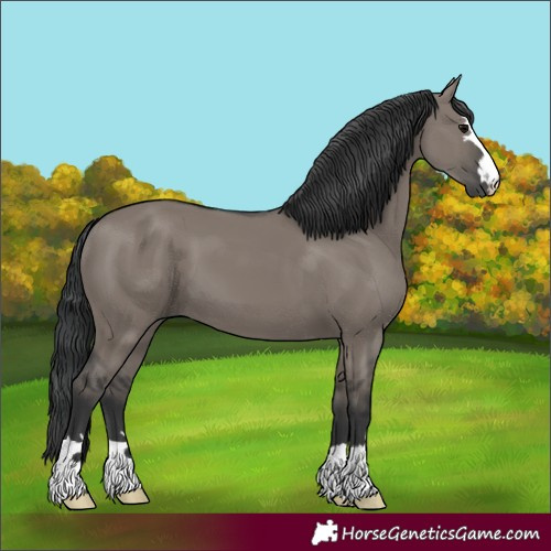 Horse Color:Unknown 