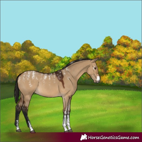 Horse Color:Powder White Gray Bay Dun Rabicano 