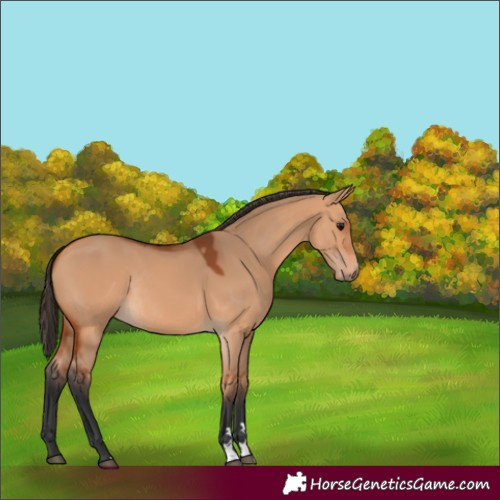Horse Color:Bay Dun Rabicano 