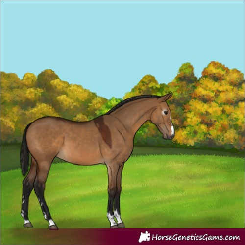 Horse Color:Gray Bay Dun 