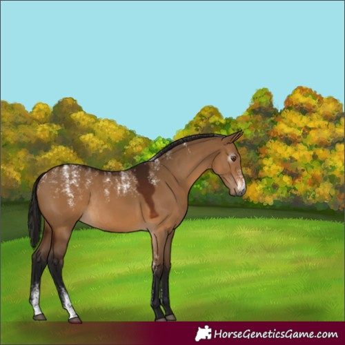 Horse Color:Powder White Gray Bay Dun Rabicano 