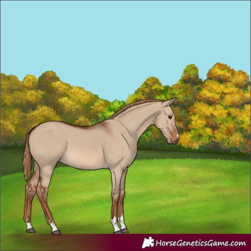 Horse Color:Red Dun 