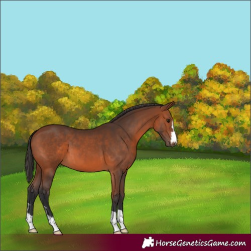 Horse Color:Bay 