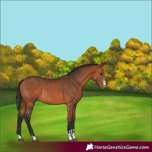Horse Color:Bay 