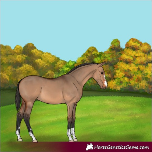 Horse Color:Bay Dun 