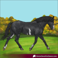 Horse Color:Black Sabino 
