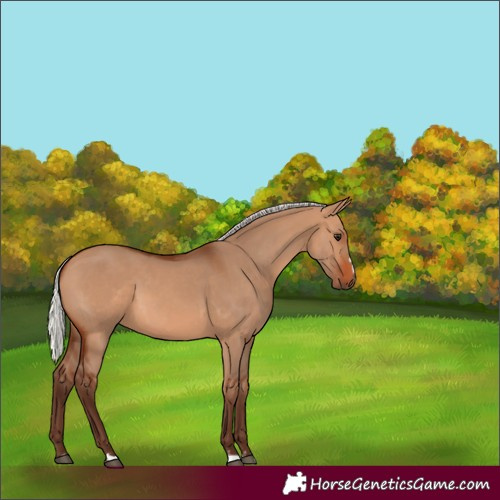 Horse Color:Silver Bay Dun 