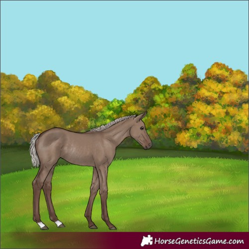 Horse Color:Silver Grullo Rabicano 