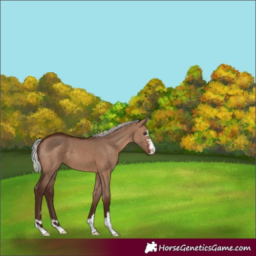 Horse Color:Silver Brown Dun 