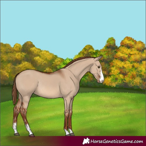 Horse Color:Red Dun Sabino Rabicano 