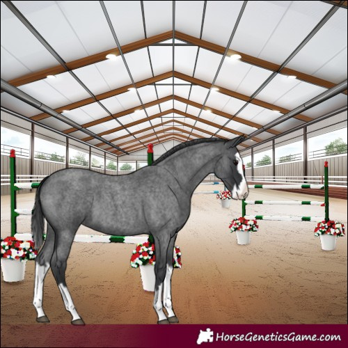 Horse Color:Blue Roan Splash 