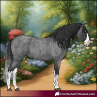 Horse Color:Blue Roan Splash 