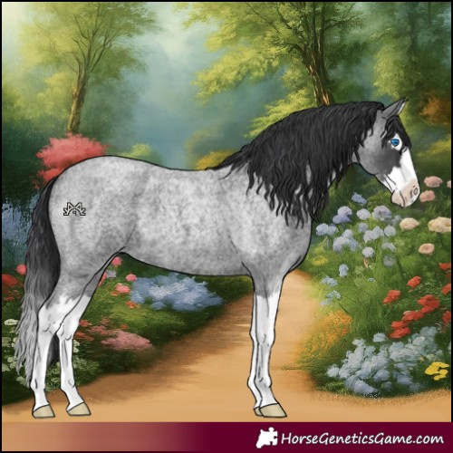 Horse Color:Blue Roan Splash 