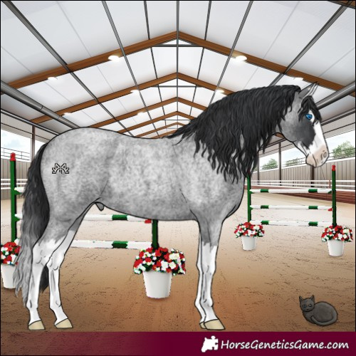 Horse Color:Blue Roan Splash 