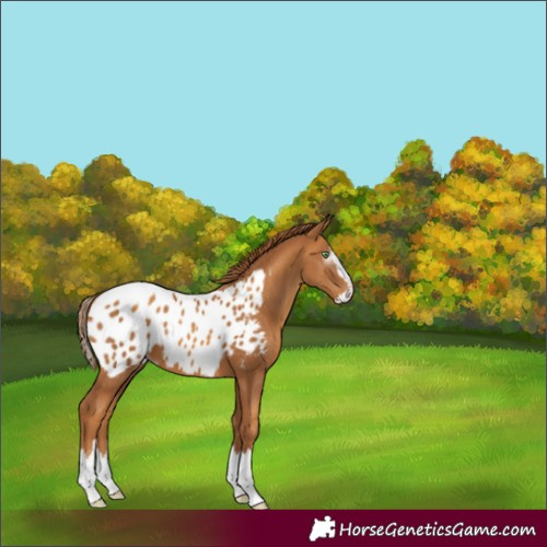 Horse Color:Gray Gold Champagne Splash Appaloosa 