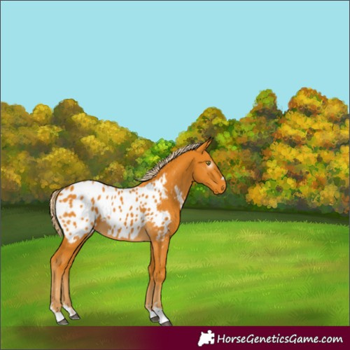 Horse Color:Gray Palomino Appaloosa 