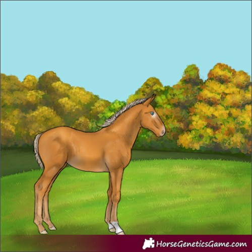 Horse Color:Gray Gold Cream Champagne 
