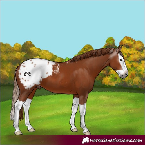 Horse Color:Gray Chestnut Splash Appaloosa 