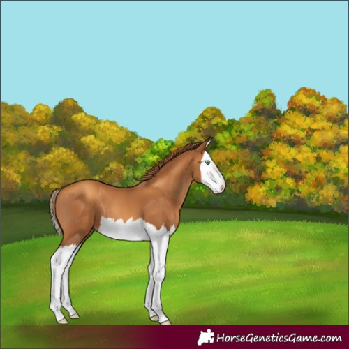 Horse Color:Gray Gold Champagne Splash Varnish 
